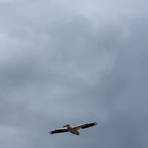 Meet your Posher, Logan